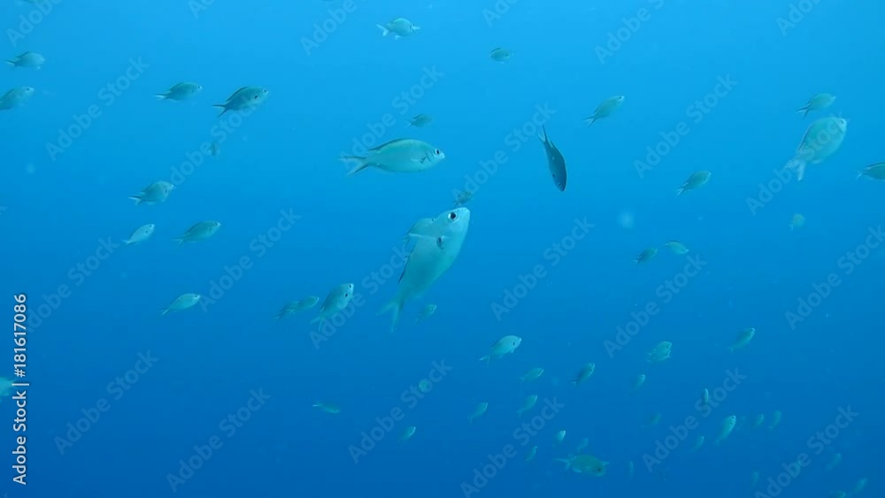 coral life caribbean sea underwater 1080P video coral life caribbean sea underwater 1080P video