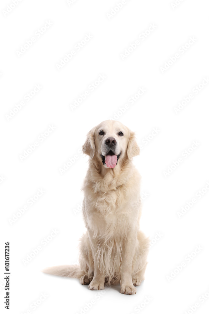 Labrador retriever dog Labrador retriever dog