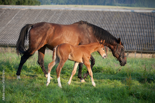 Mare with a foal on the pasture