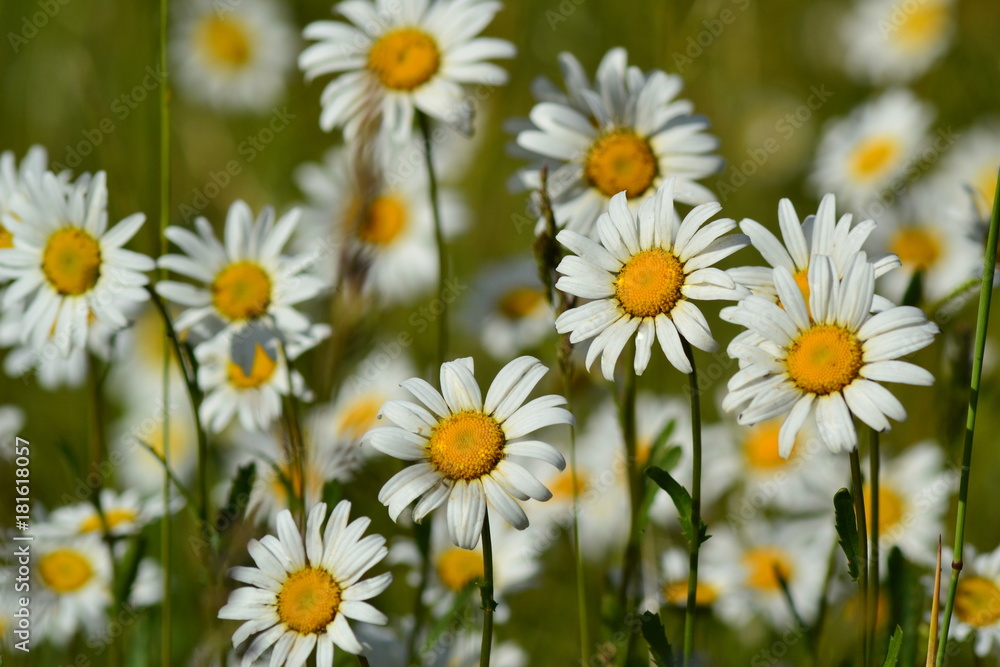 Fototapeta premium white daisies