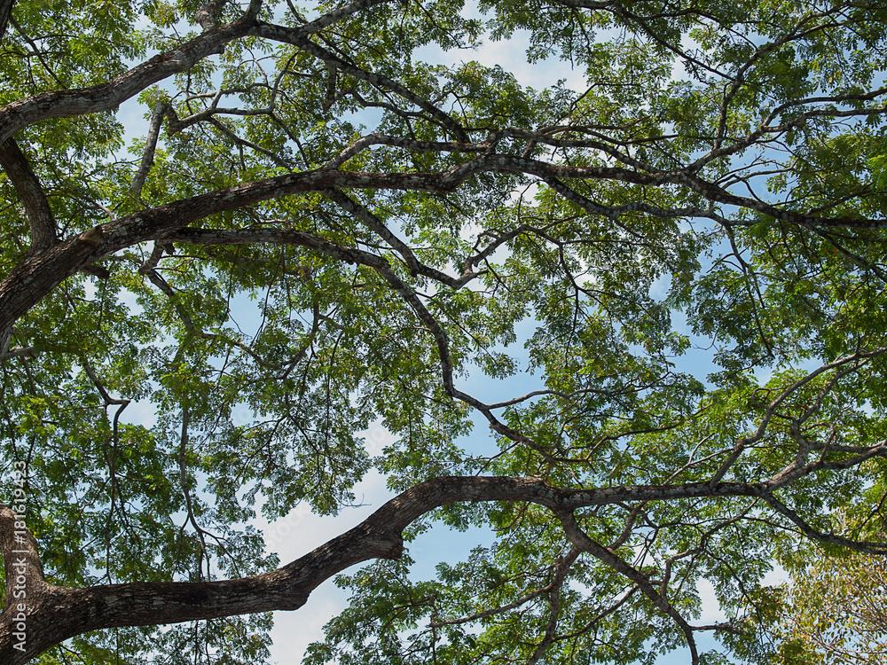 Fototapeta premium Forest big Tree with sunlight..