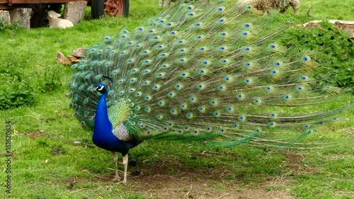 A peacock fanning its tail feathers.