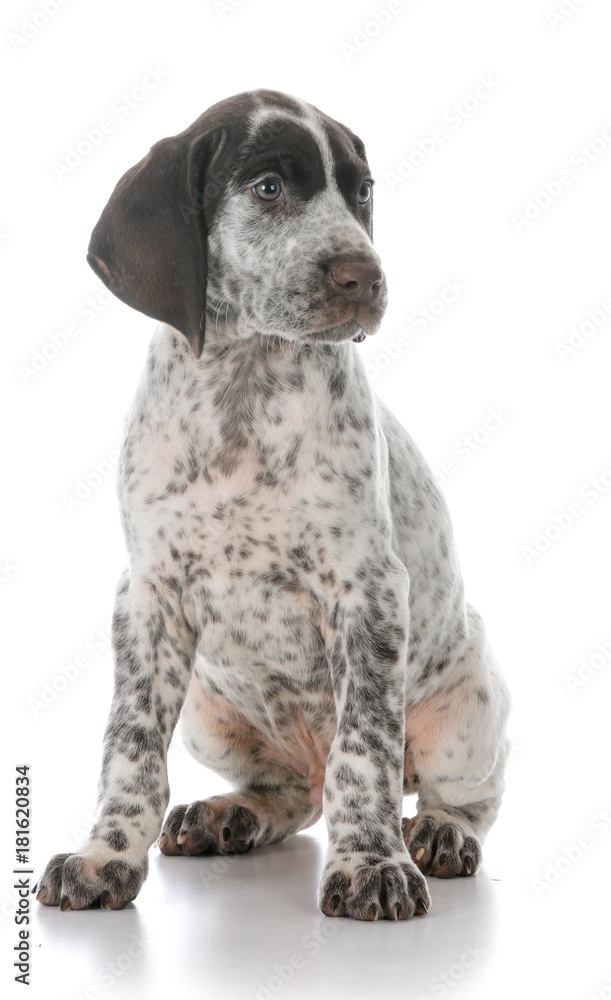 german shorthaired pointer puppy