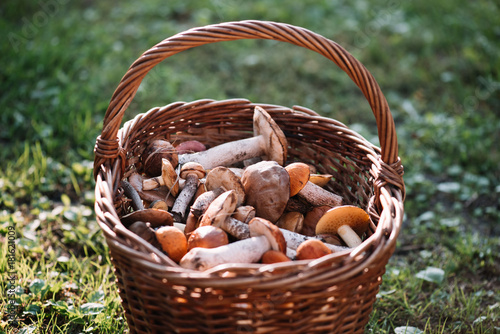 Delicious freshly picked wild mushrooms from the local forest: Bolete, russule, birch bolete and weeping bolete mushrooms in a wicker basket on a green grass