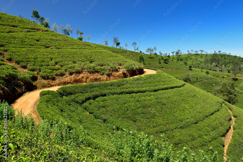 Tea Plantation in the hill country in Sri Lanka.