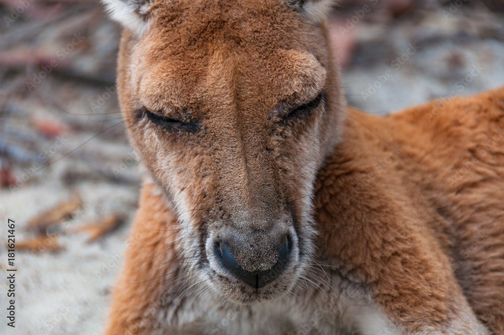 Fototapeta premium Australian wild Antilopine red kangaroo animal