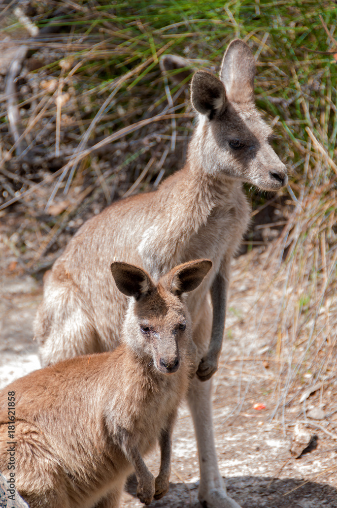 Australian kangaroo portrait