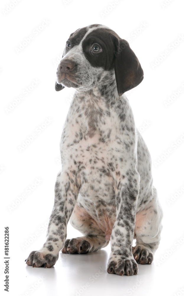 german shorthaired pointer puppy