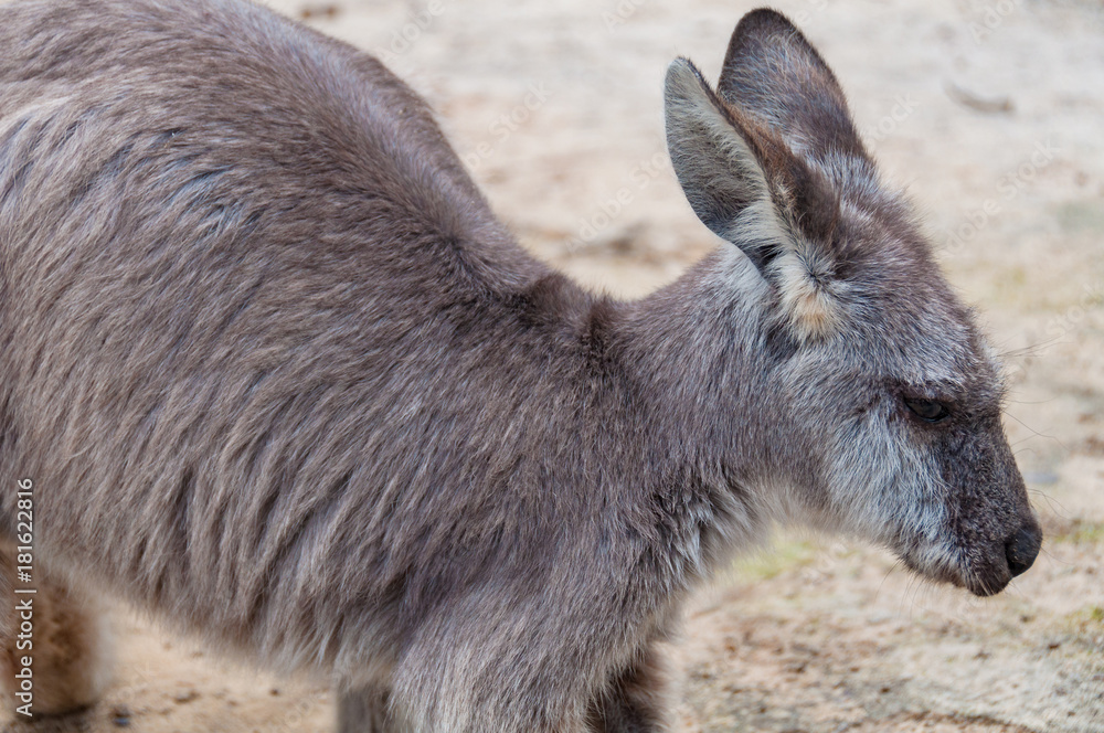 Australian Eastern Grey Kangaroo wildlife scene Australian Eastern Grey Kangaroo wildlife scene