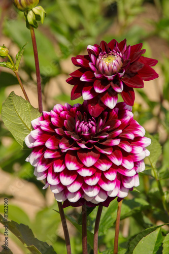 Dahlie Tomo, Pink, Nahaufnahme