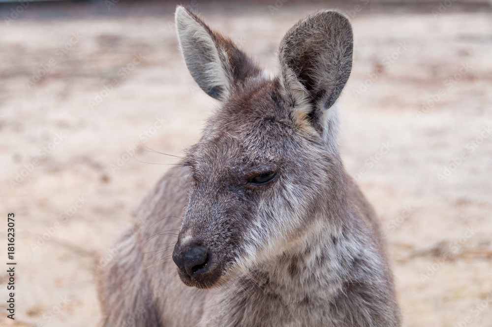 Australian kangaroo animal close up portrait Australian kangaroo animal close up portrait
