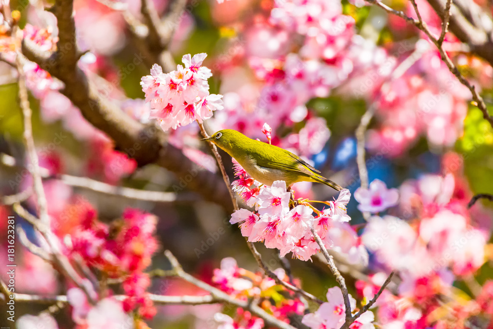 The Japanese White-eye.The background is cherry blossoms. Located in Tokyo Prefecture Japan. The Japanese White-eye.The background is cherry blossoms. Located in Tokyo Prefecture Japan.