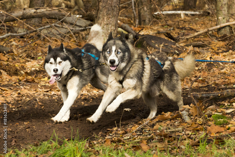 Twee husky sledehonden rennen door het bos.