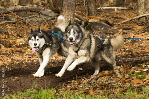 Twee husky sledehonden rennen door het bos.