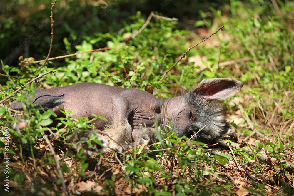 Nice chinese crested dog in forest Nice chinese crested dog in forest