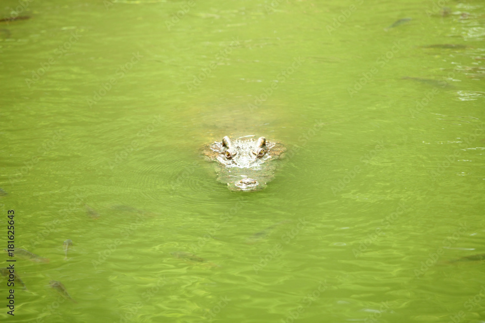 Naklejka premium Crocodile in the green swamp swimming and sunbathing