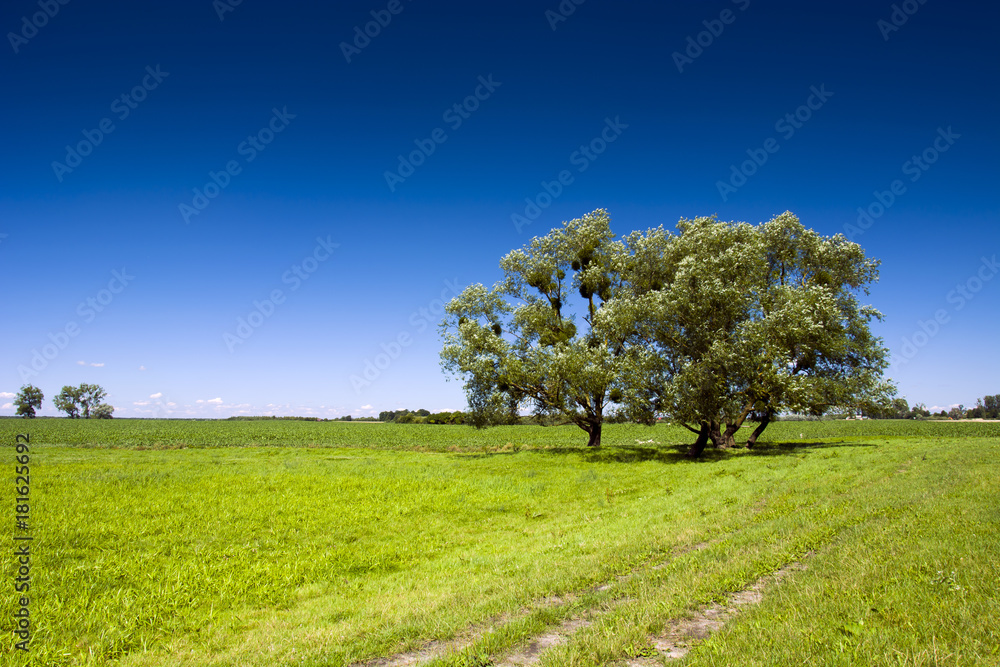 Road in the meadow, trees and blue sky