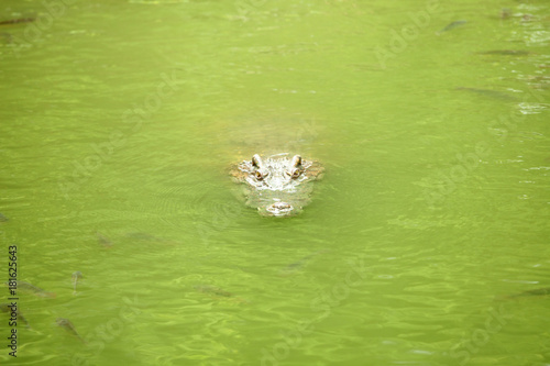 Crocodile in the green swamp swimming and sunbathing
