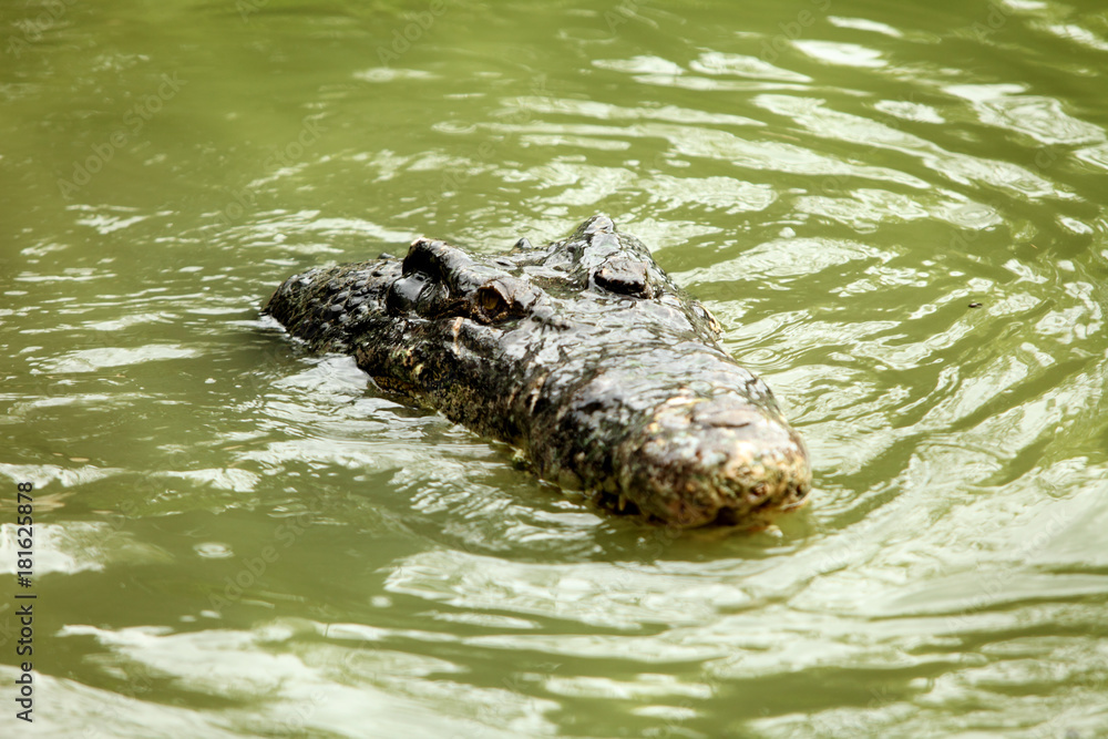 Crocodile in the green swamp swimming and sunbathing Crocodile in the green swamp swimming and sunbathing