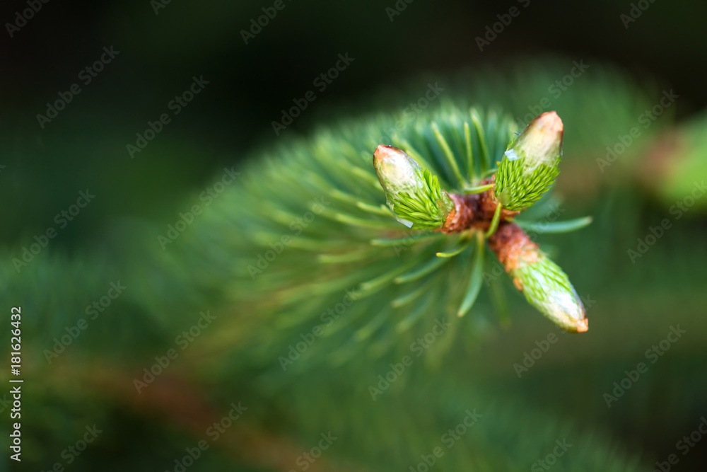 Close up of young branches and cones of conifers - selective focus, copy space Close up of young branches and cones of conifers - selective focus, copy space