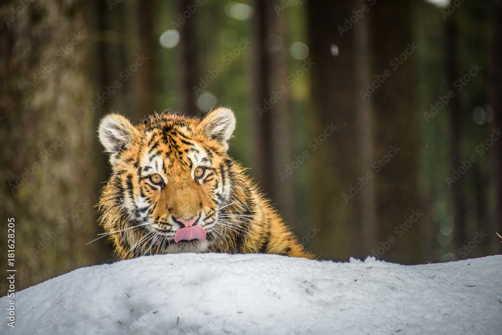 Obraz premium tiger, siberian tiger(Panthera tigris altaica)