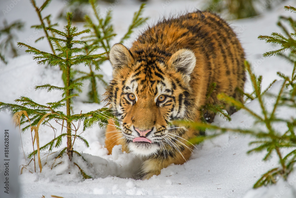 Obraz premium tiger, siberian tiger(Panthera tigris altaica)