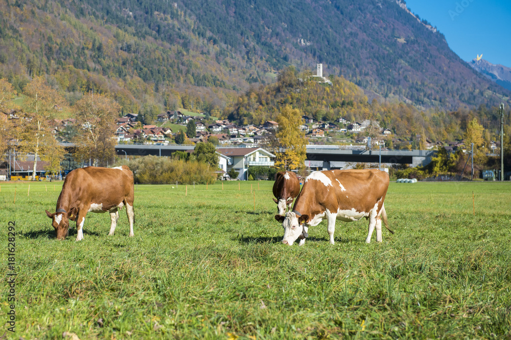Beautiful of Alps mountain and cattle and at Autumn in Interlaken canton, Switzerland
