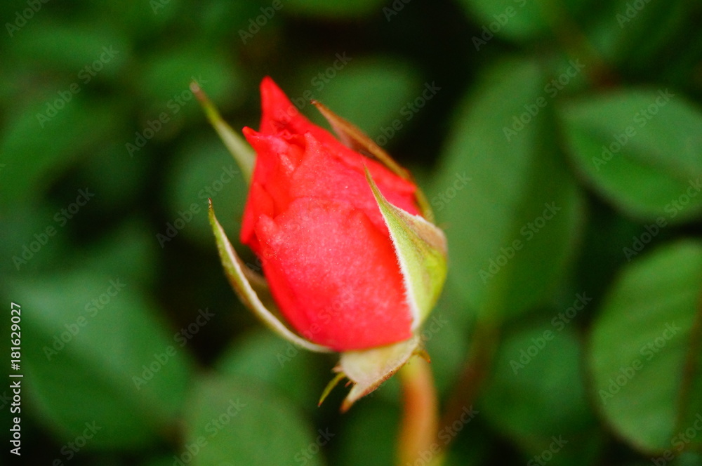 Rose flowers and flower buds, very beautiful Rose flowers and flower buds, very beautiful