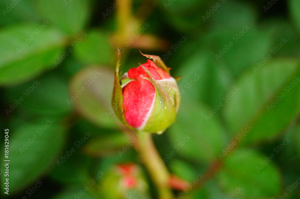 Rose flowers and flower buds, very beautiful Rose flowers and flower buds, very beautiful