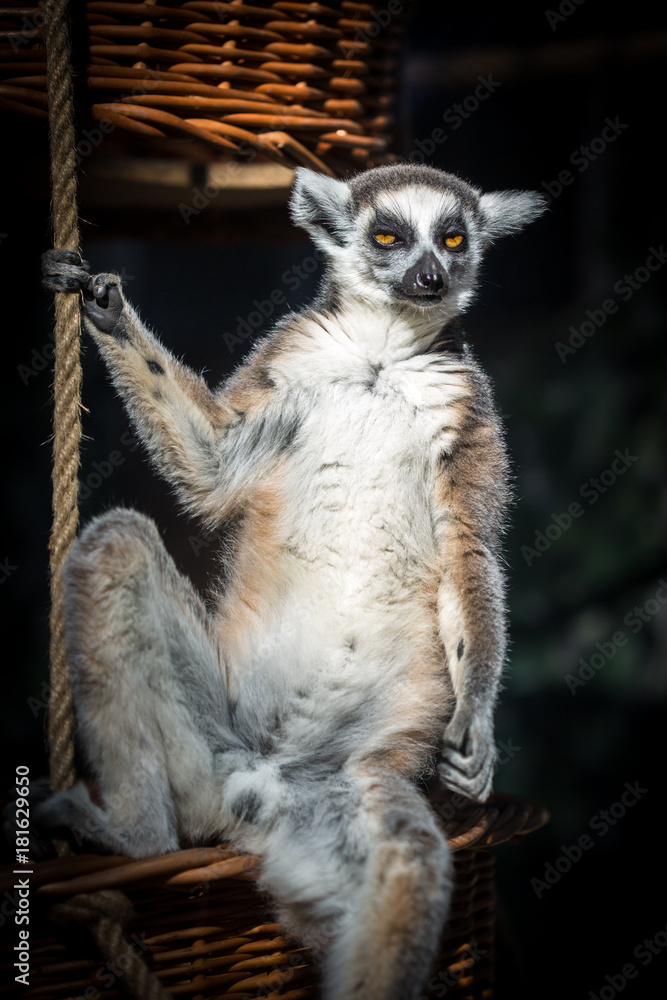 Lemur in charge