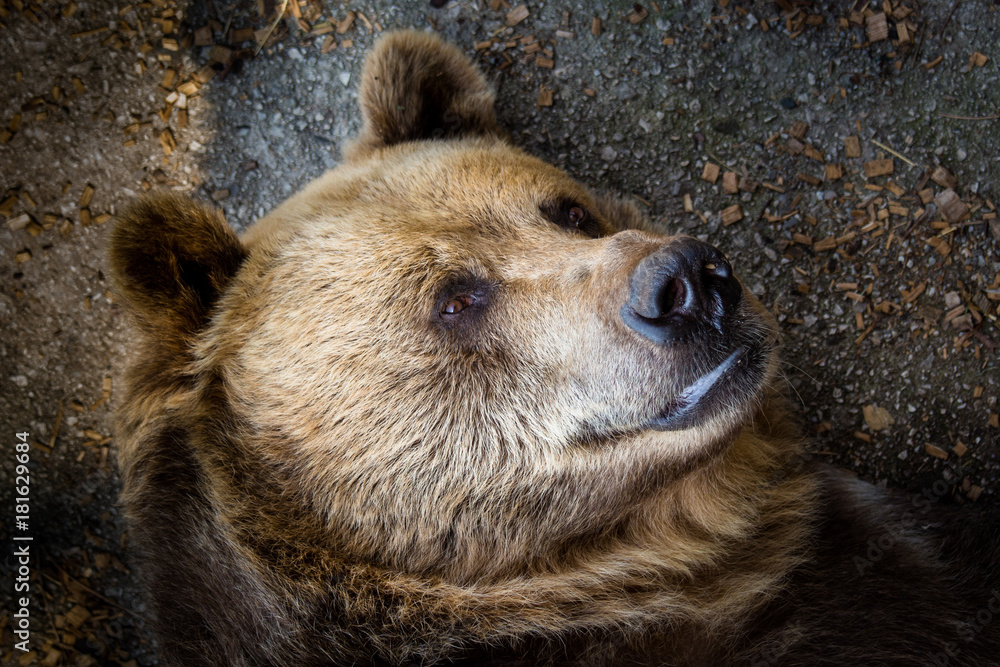 Bear's portrait close up detail