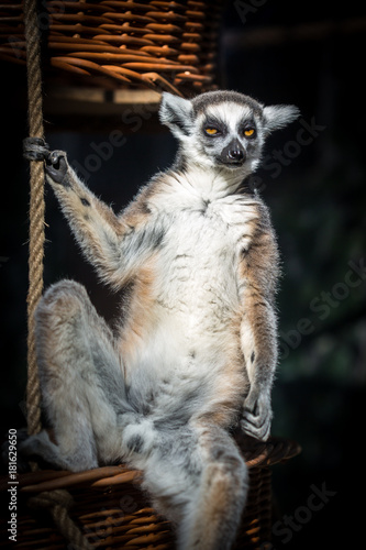 Obraz na płótnie Lemur in charge w salonie