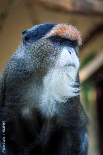 Obraz na płótnie De Brazza's monkey w salonie