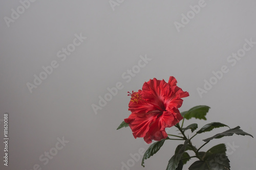 Red hibiscus flower on white background