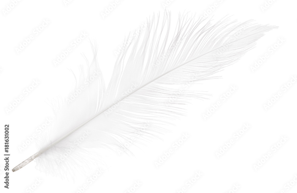 pure soft white feather