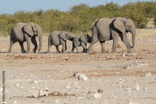 Canvas Print Family of elephants
