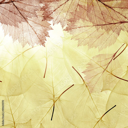 background from yellow and brown leaves