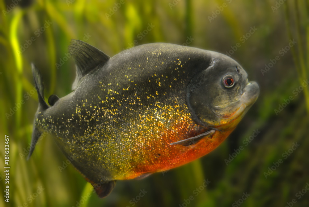 Roter Piranha Roter Piranha