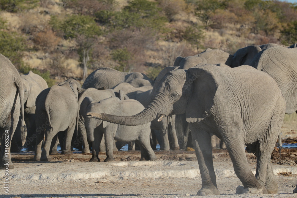 Fototapeta premium Elephants In Namibia