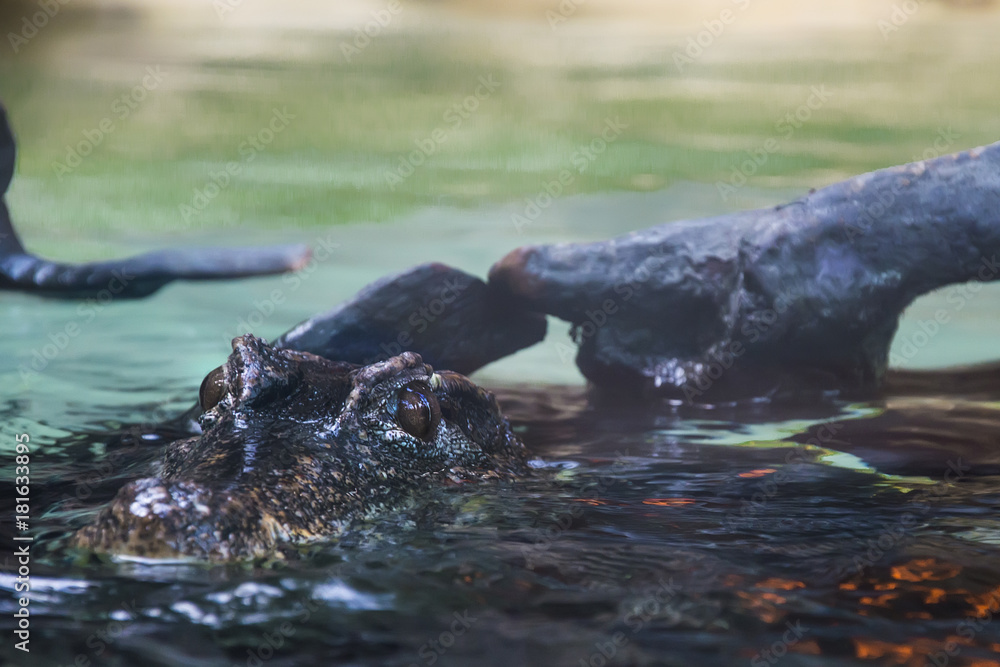 Naklejka premium Australian crocodile.