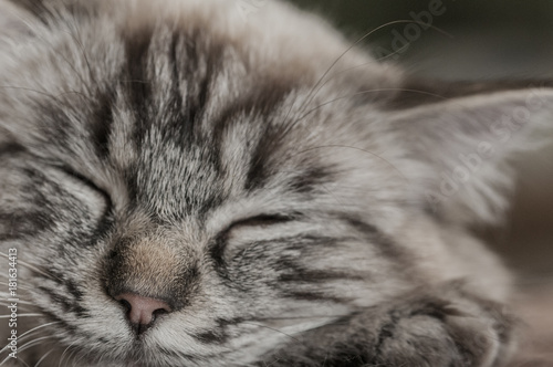 Up close sleeping ragdoll cat