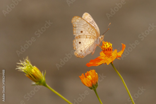 butterfly collecting pollen © AlessandroGomesFotos