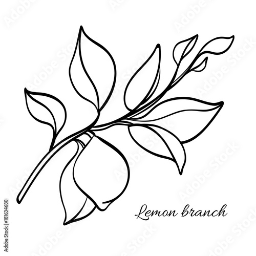 Branch of lemon tree with leaves and natural fruit. Vector illustration