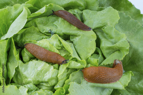 snail with lettuce leaf