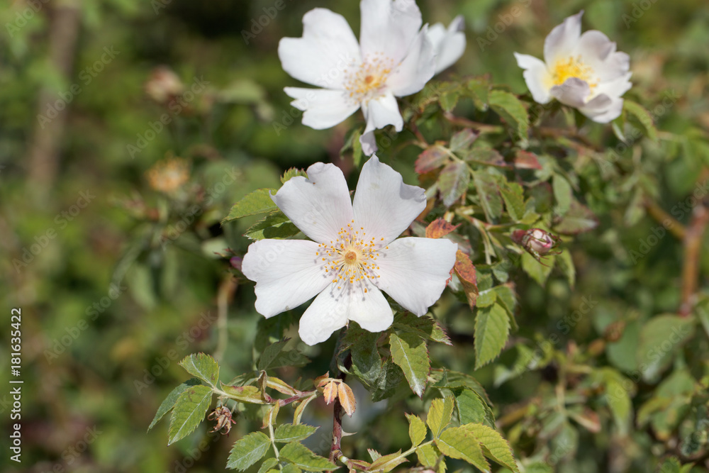 Evergreen rose (Rosa sempervirens) Evergreen rose (Rosa sempervirens)