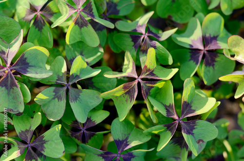 Oxalis tetraphylla, Deppei. False Four - Leaved Clover, Happy CLover. Top View Abstract Natural background.