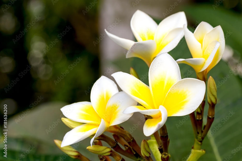 Fototapeta premium Frangipani