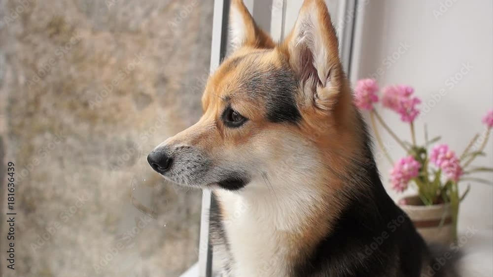 Dog sits on the windowsill of his house and looks out the window. Dog sits on the windowsill of his house and looks out the window.