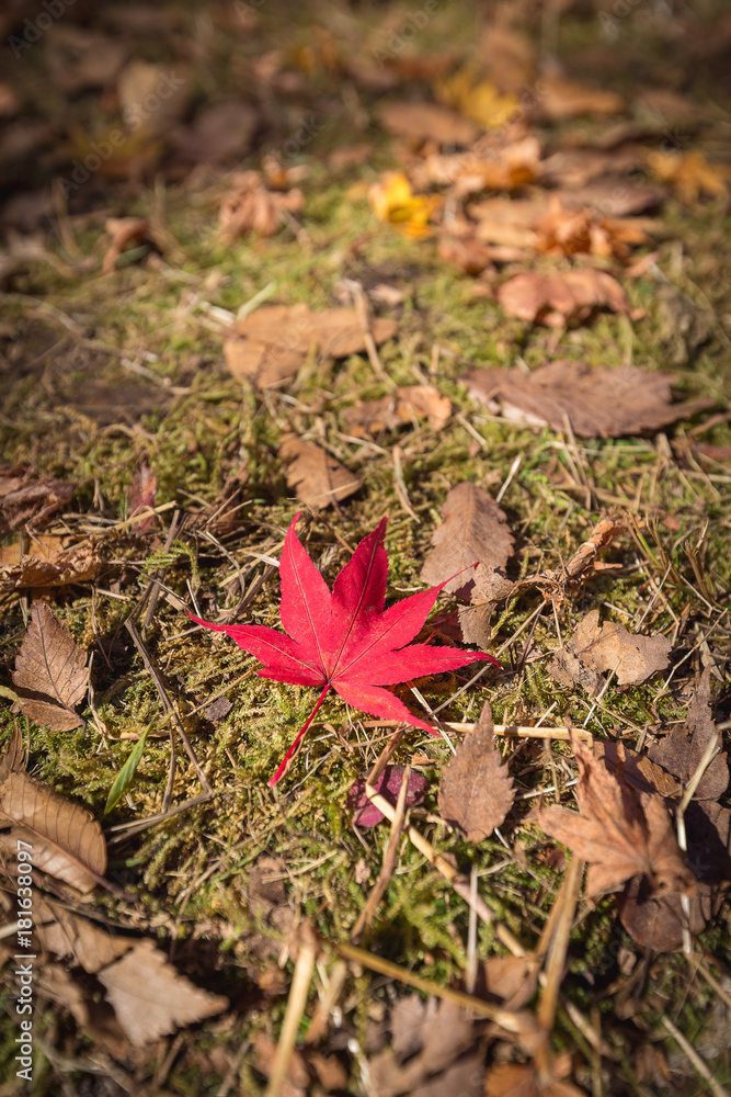 fallen red maple leaf