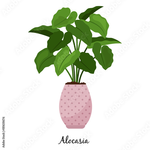 Alocasia plant in pot icon